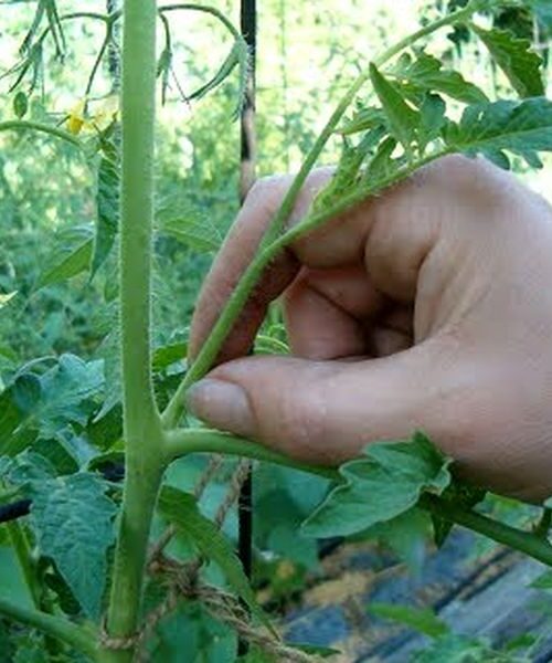 Переваги пасинкування помідорів: більші плоди, ранній урожай