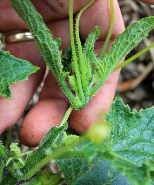 Як збільшити урожай огірків: правила прищипування
