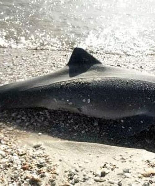 В Україні масово гинуть дельфіни