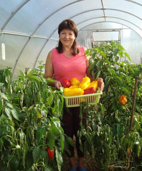 Пенсіонерка з Київщини зібрала колекцію з 2 тисяч сортів томатів