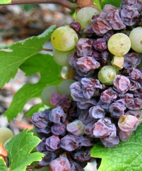 Ягоди на винограді почали сохнути: в чому причина