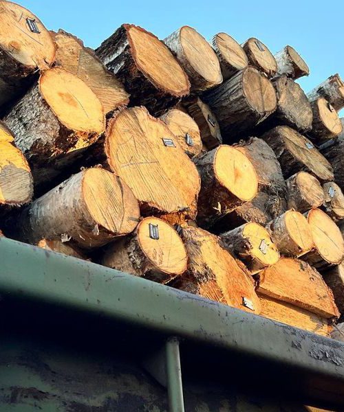 Першими безкоштовні дрова отримають мешканці Миколаївщини
