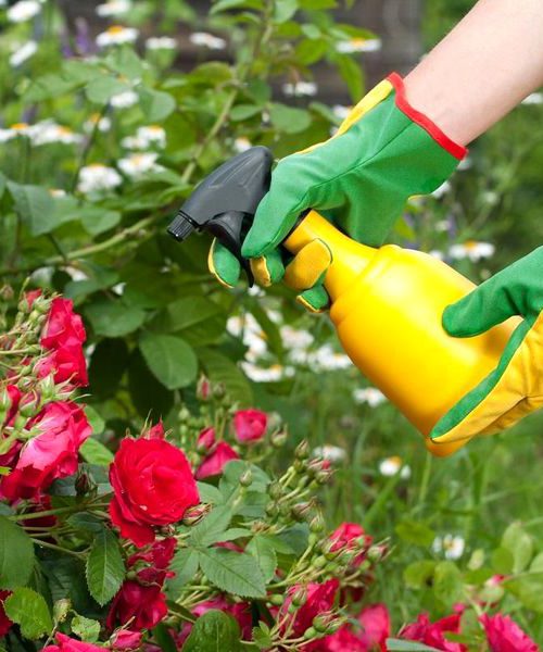 Як провести профілактичну обробку троянд від хвороб і шкідників
