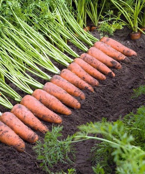 Моркву варто сіяти поруч із цибулею