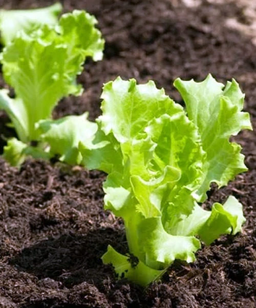 Вирощувати салати можна насінням або розсадою
